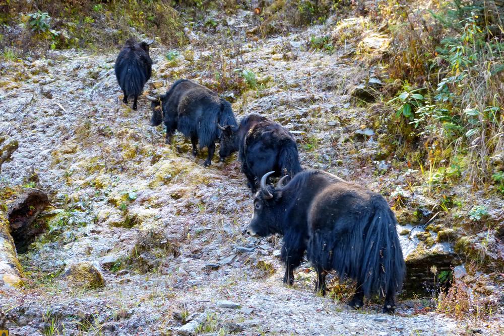Yaks, Yotunga Pass, Punakha, Bhutan Yaks, Yotunga Pass, Punakha, Bhutan
